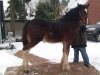 Abby, 6 mon junges Shire Horse Stut-Fohlen